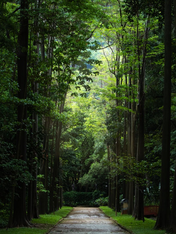 BOSQUE JB