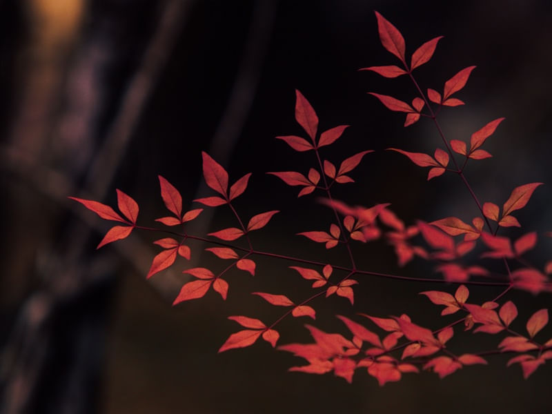 PLANTA RED