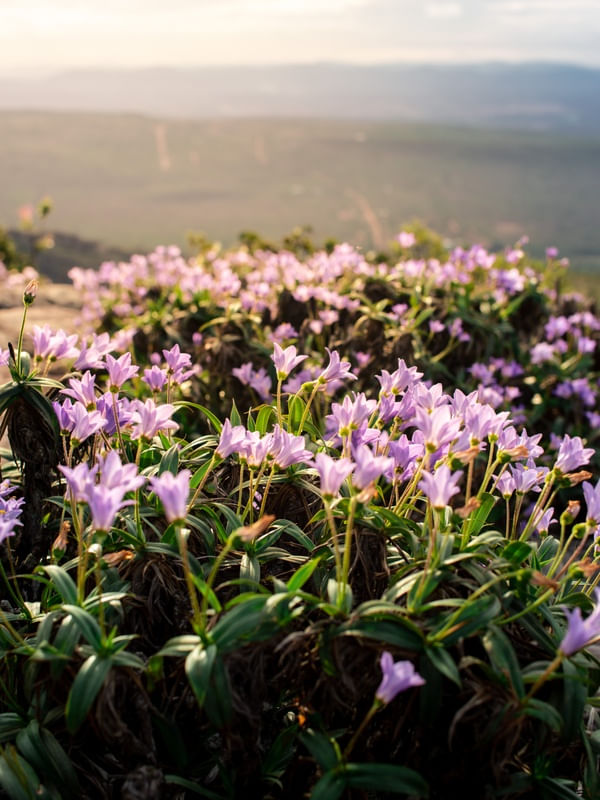 FLORES DA CHAPADA