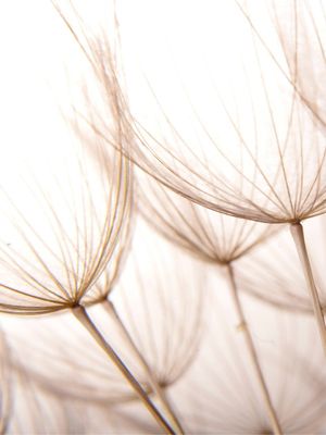DÍPTICO DENTE DE LEÃO