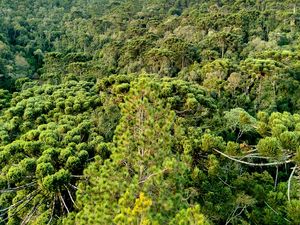 FLORESTA NA SERRA DA MANTIQUEIRA