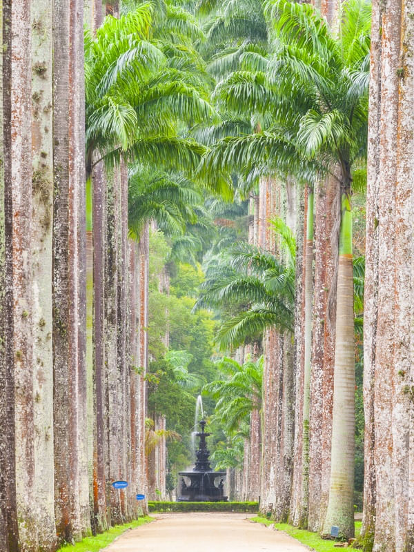 PALMEIRAS - JARDIM BOTÂNICO DO RIO DE JANEIRO