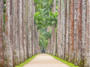 PALMEIRAS III - JARDIM BOTÂNICO DO RIO DE JANEIRO