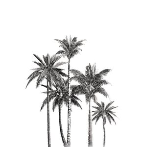 BOTANICO COQUEIROS