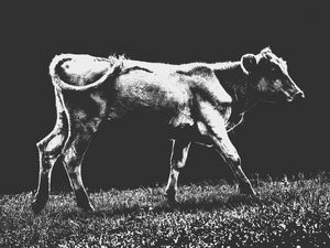 GADO NO PASTO