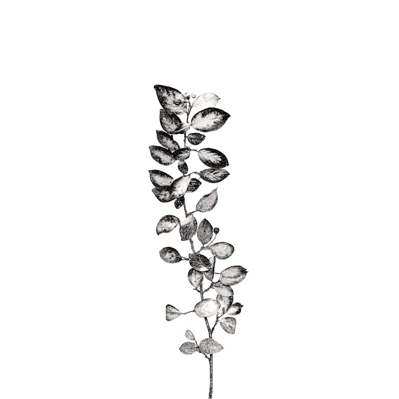 BOTANICO FOLHAGEM 2