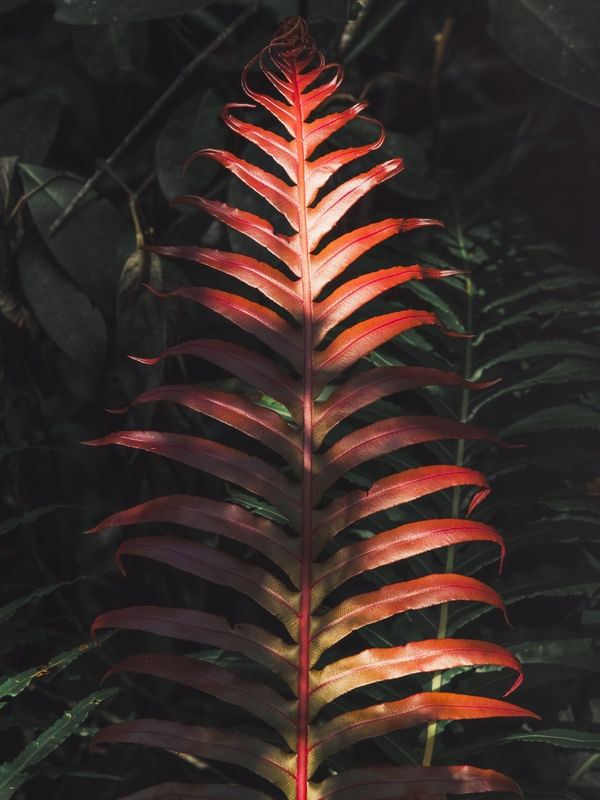 FOLHAGEM TROPICAL X