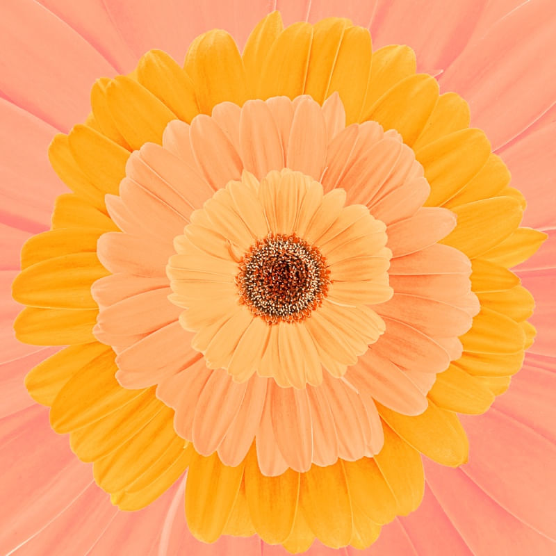 MANDALA GERBERA LARANJA
