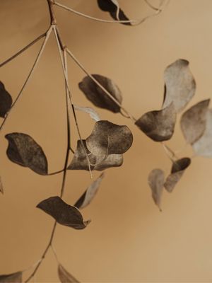 FOLHAS TERROSAS 01