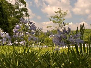 FLORES DE SAMPA