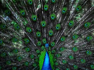 PAVÃO EM CONTRASTE
