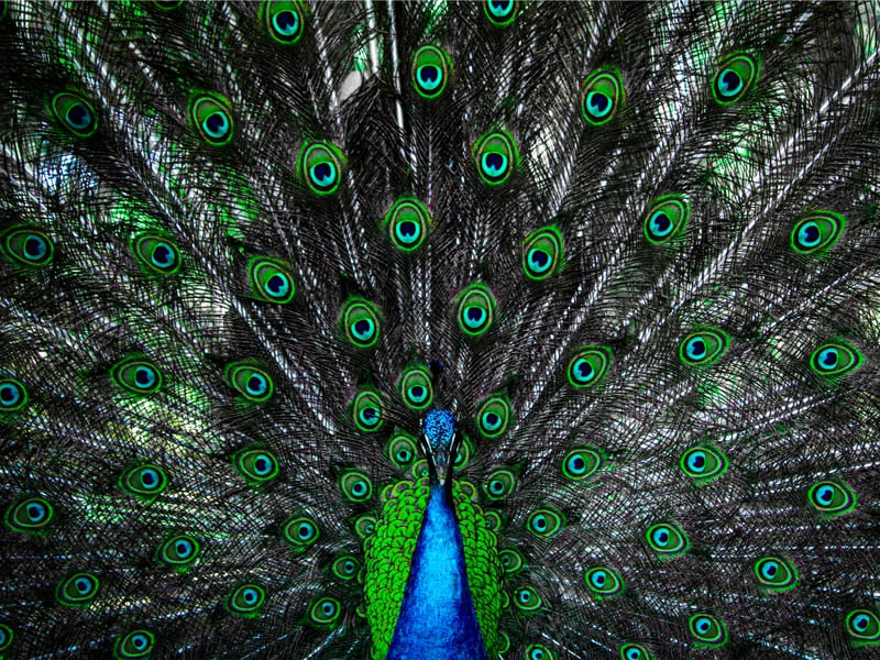 PAVÃO EM CONTRASTE