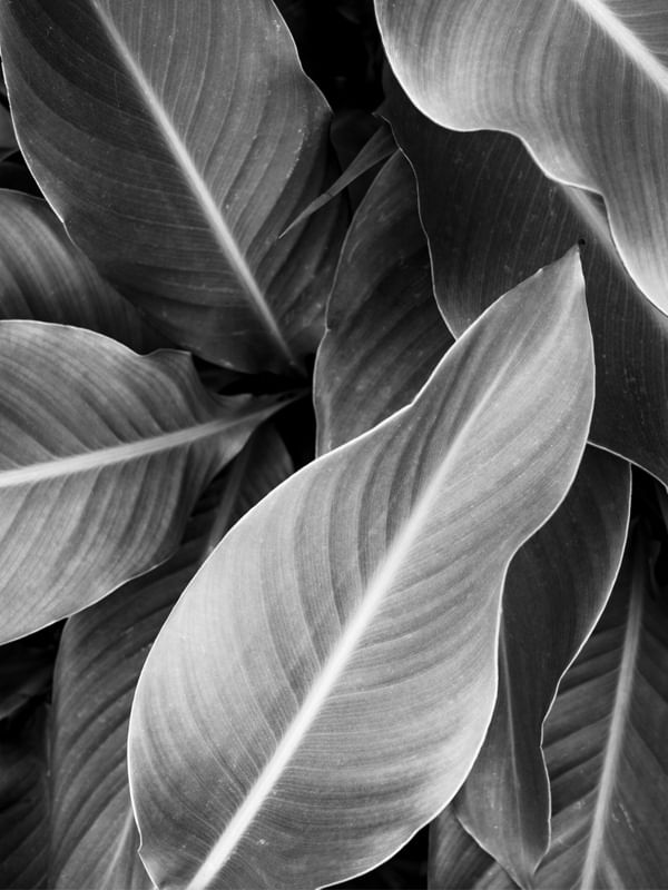 FOLHAGEM TROPICAL PB II