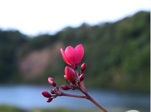 FLOR SOLITARIA REGISTRO NA BEIRA DE UM LAGO