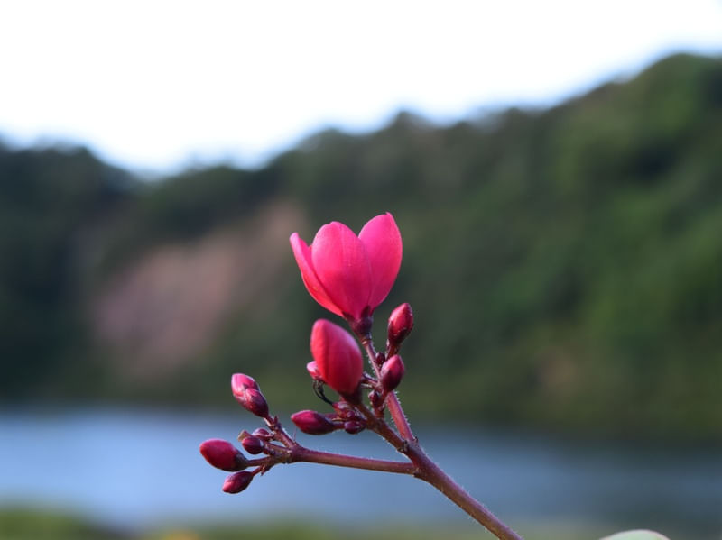 FLOR SOLITARIA REGISTRO NA BEIRA DE UM LAGO