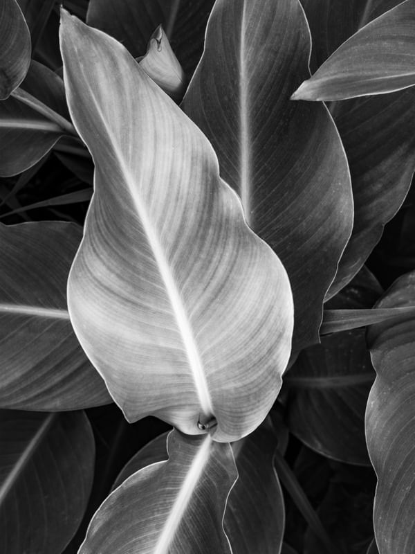 FOLHAGEM TROPICAL PB V