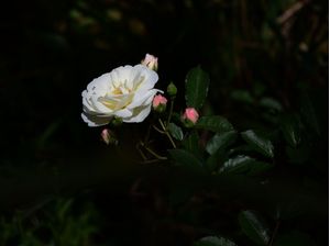 ROSA BRANCA NA NATUREZA