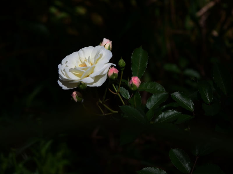 ROSA BRANCA NA NATUREZA