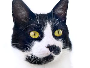 GATO MALHADO EM FUNDO BRANCO