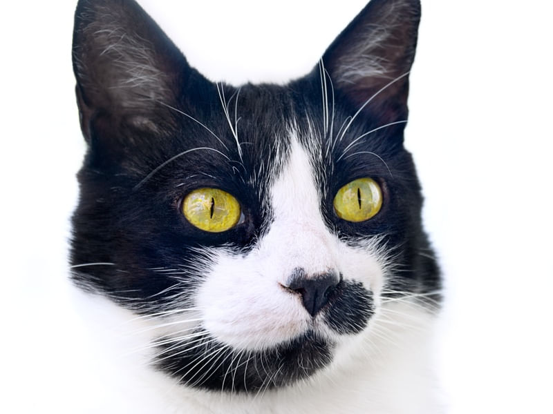 GATO MALHADO EM FUNDO BRANCO