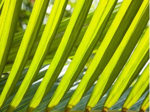 FLORESTA TROPICAL 4445