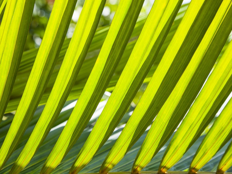 FLORESTA TROPICAL 4445
