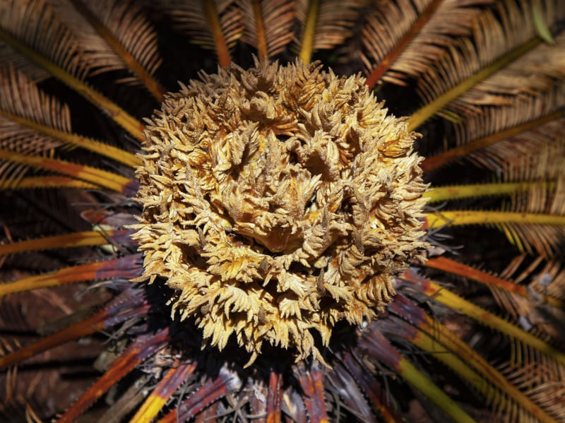 SAGU - DE - JARDIM 4462