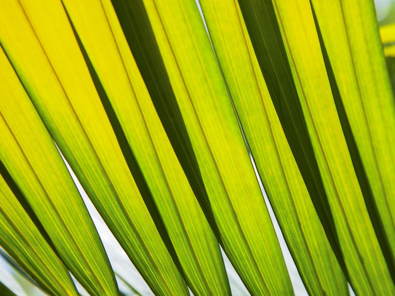 TROPICAL LEAF 4448