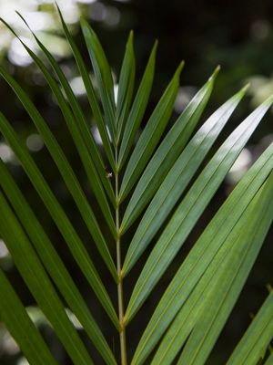 TROPICAL LEAF 4457