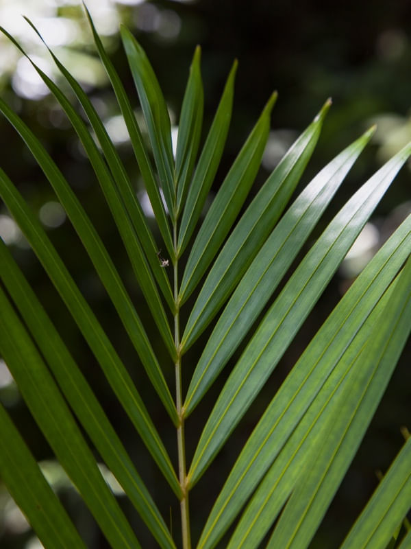 TROPICAL LEAF 4457