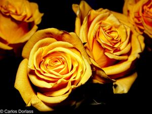 AS ROSAS AMARELAS