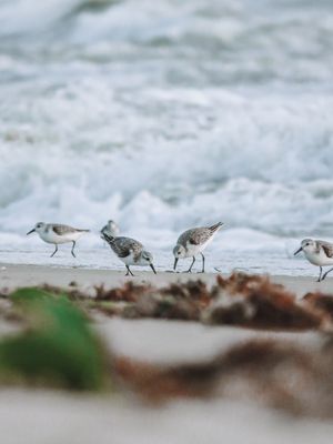 AVES NA PRAIA CEARÁ II