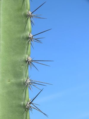 ESPINHOS CACTO