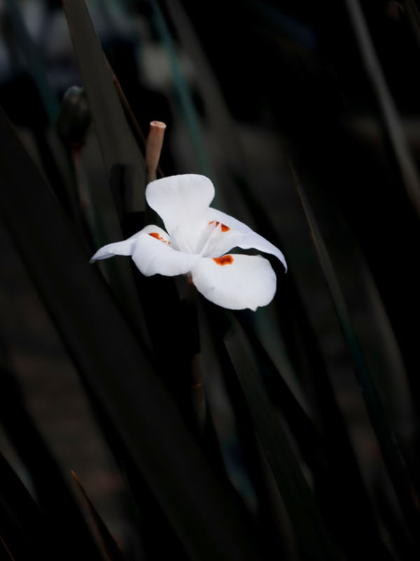 FLOR NA ESCURIDÃO