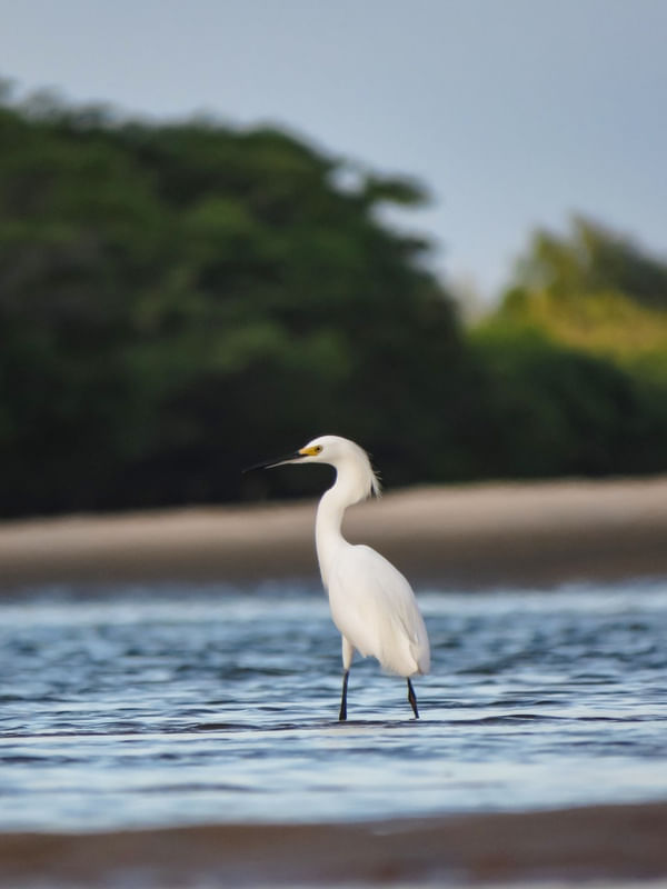 GARÇA NO RIO II