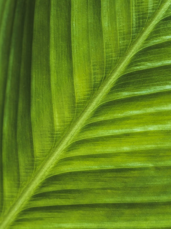 TEXTURA NATURAL I