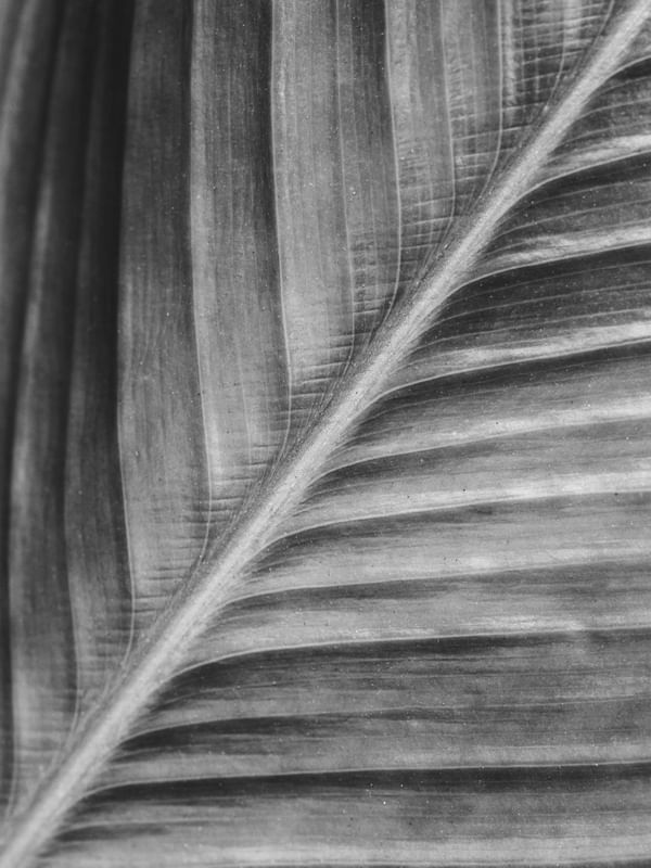 TEXTURA NATURAL PB I