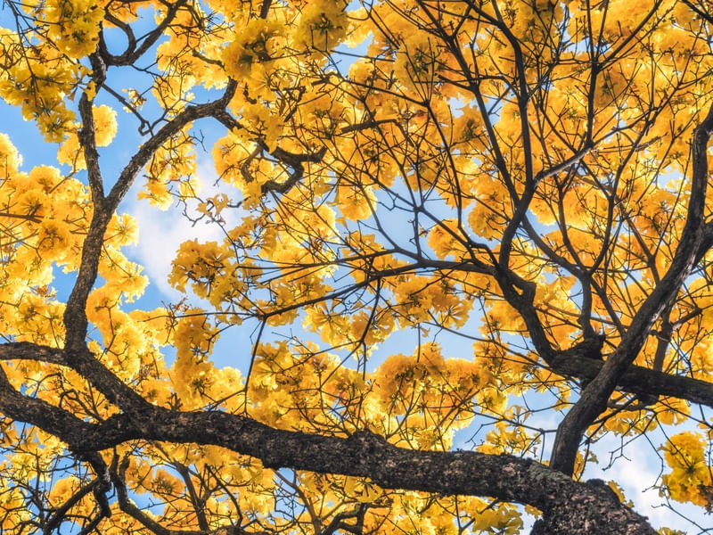IPÊ AMARELADO III