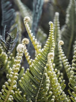 PLANTAS DE ALTITUDE - VERTICAL