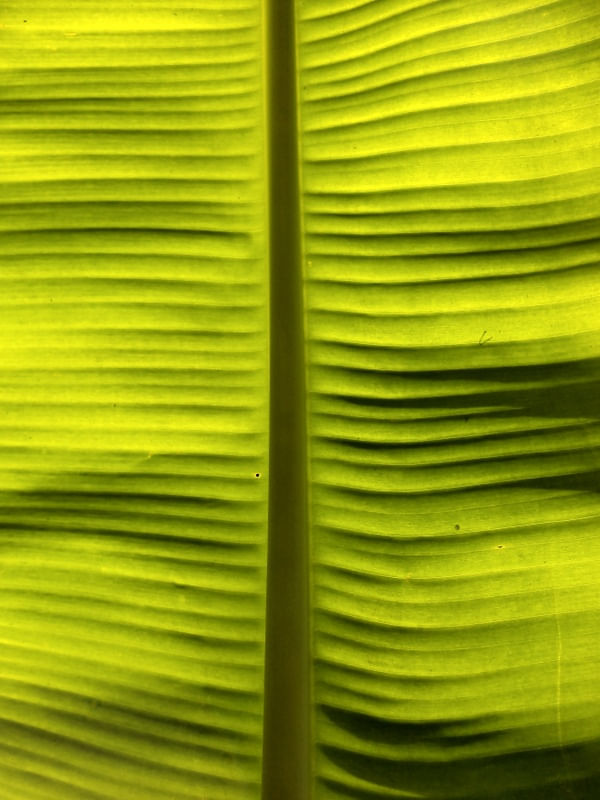 FOLHA VERDE VERDE