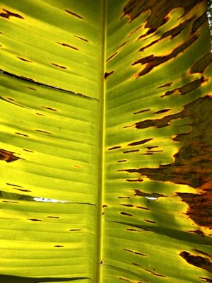 BANANEIRA SOL