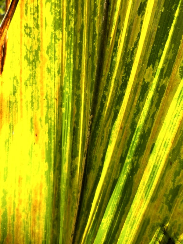 FOLHAGEM LEQUE VERDE E AMARELO