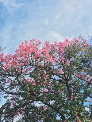 PRIMAVERA DO JOÃO-DE-BARRO
