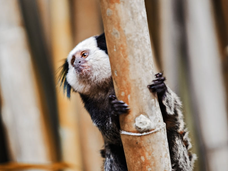MACAQUINHO NO BANBU