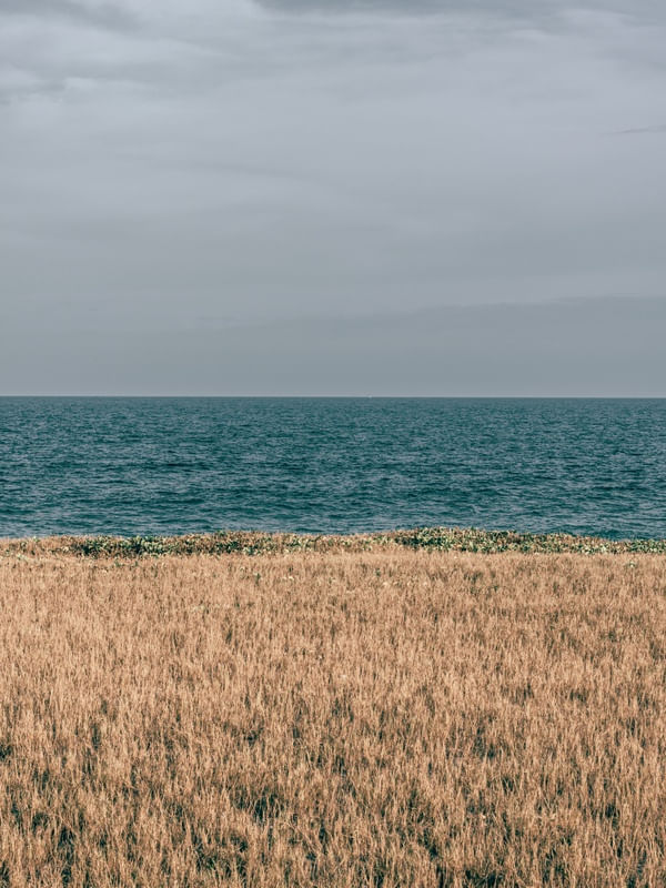 THE OCEAN AND THE BUSH
