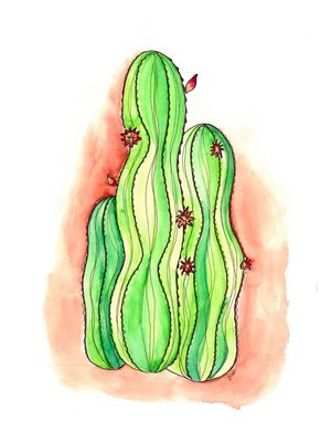 JARDIM DE CACTOS 2