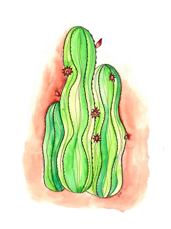JARDIM DE CACTOS 2