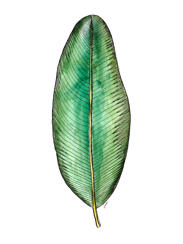 MUSA 4