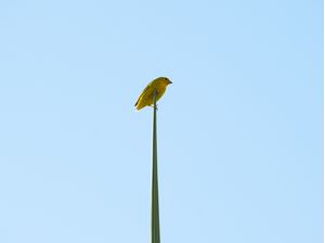 AMARELO E VERDE