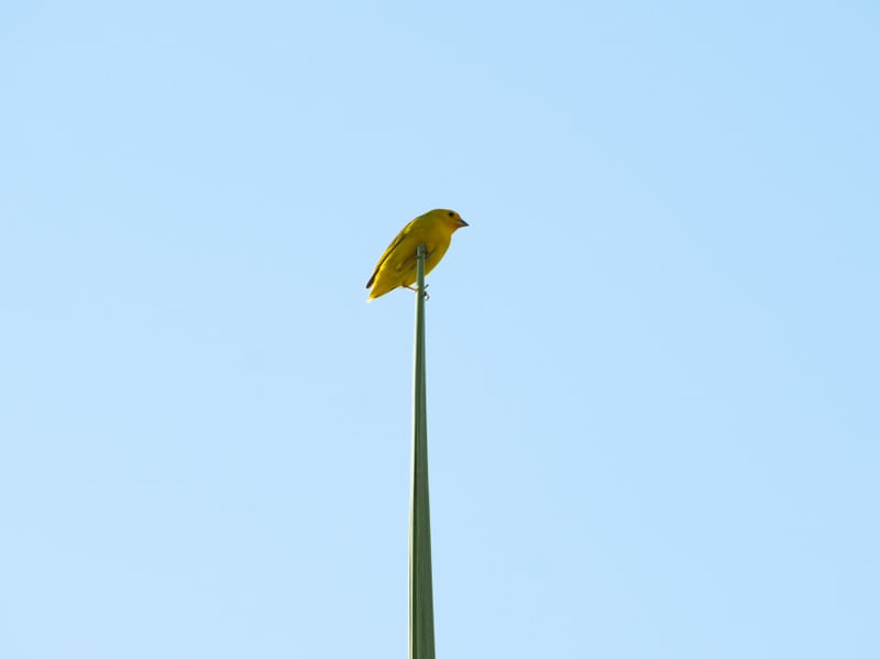 AMARELO E VERDE